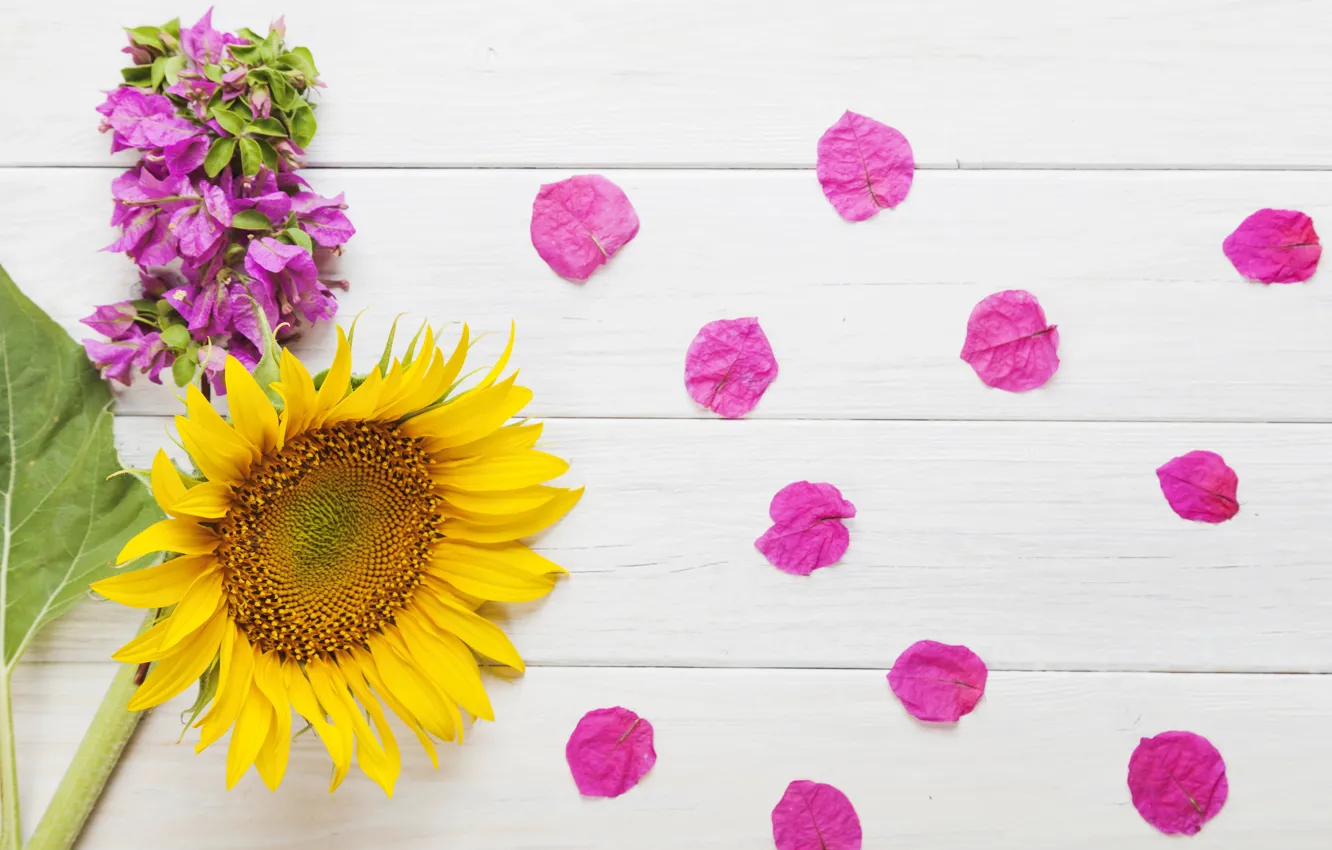 Photo wallpaper sunflowers, flowers, petals