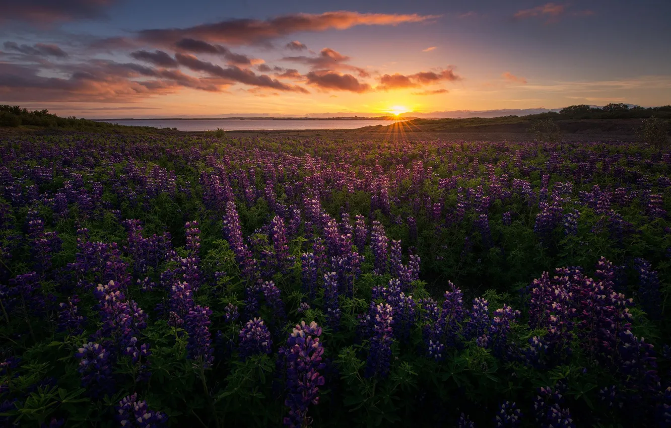 Photo wallpaper the sun, flowers, nature, the evening, Iceland, lupins