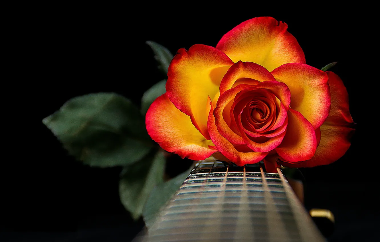 Photo wallpaper rose, guitar, strings, petals, Grif
