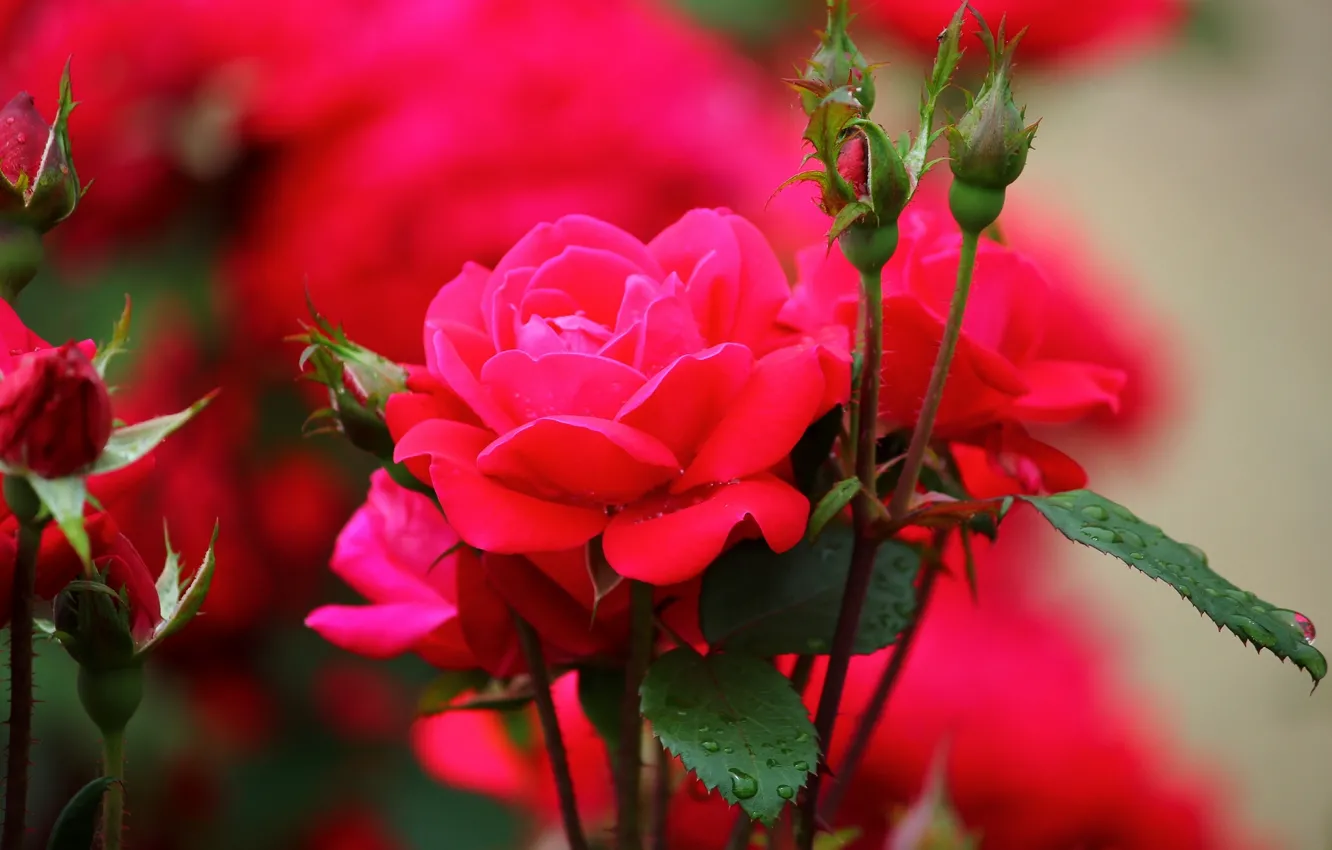 Photo wallpaper drops, roses, buds