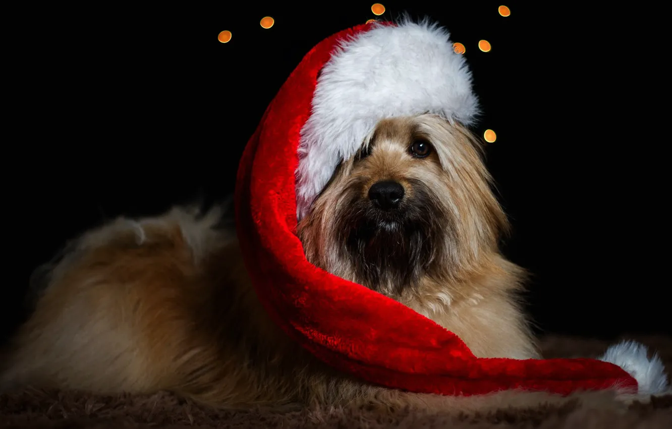 Photo wallpaper holiday, new year, dog, Christmas, lies, beard, black background, Santa Claus