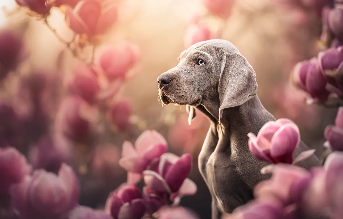 Photo wallpaper face, flowers, dog, bokeh, Magnolia, The Weimaraner, Weimar pointer