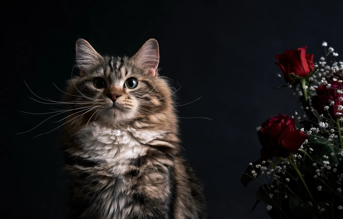 Photo wallpaper cat, look, flowers