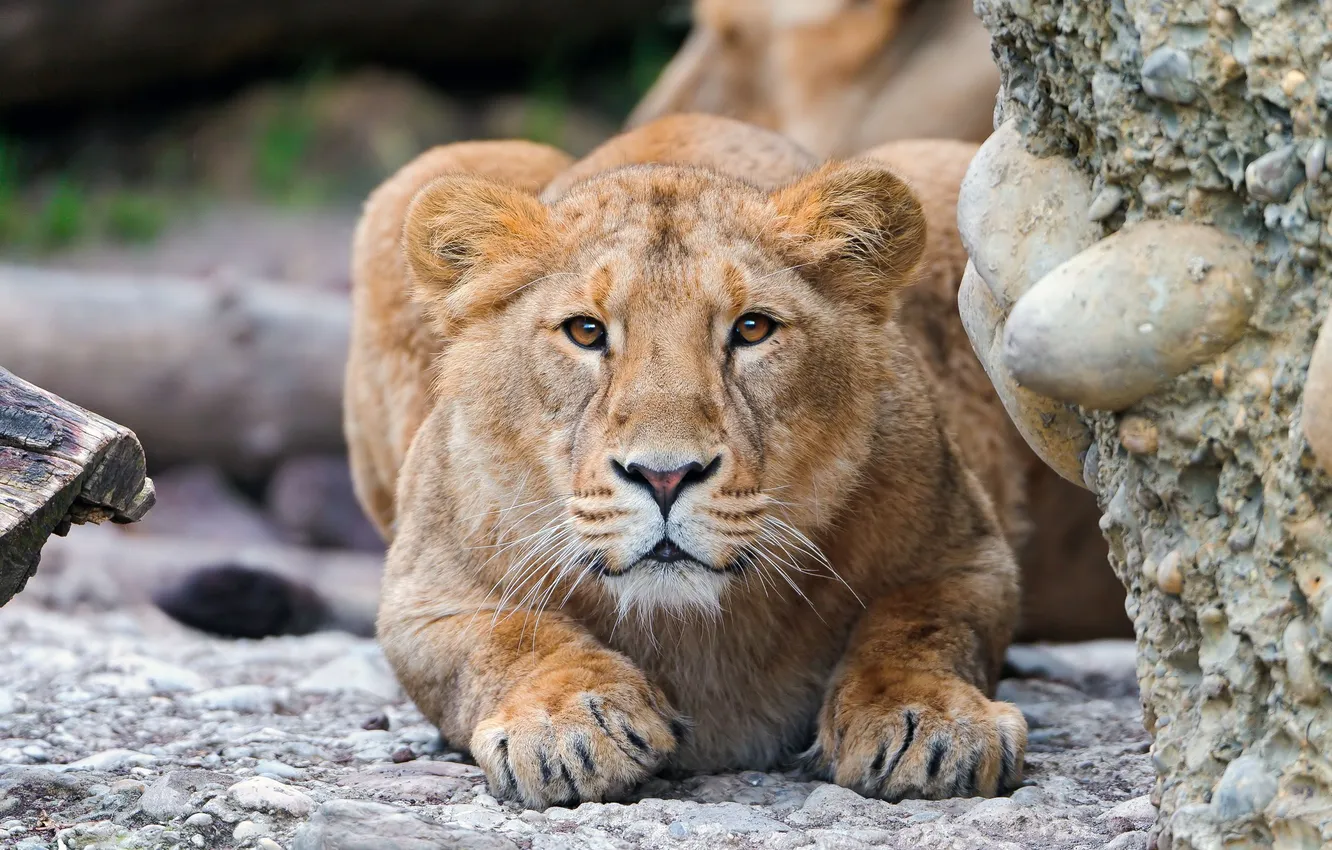 Photo wallpaper look, wall, lioness