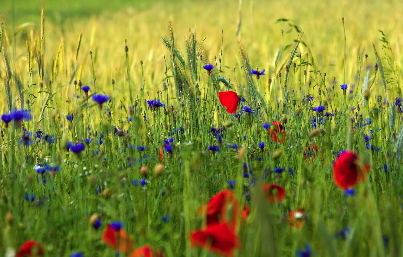 Photo wallpaper greens, field, grass, macro, flowers, Maki, spikelets