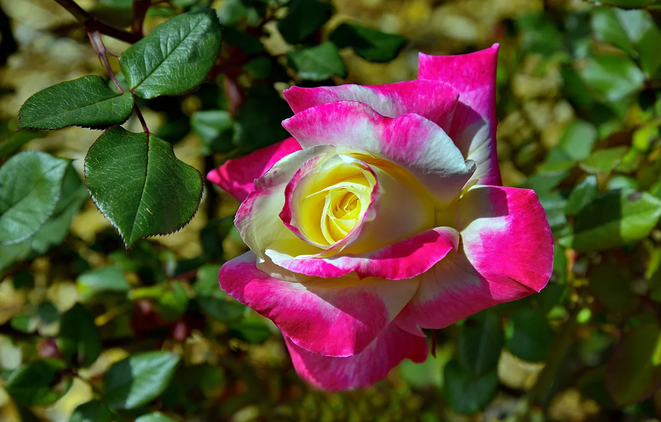 Photo wallpaper macro, roses, buds