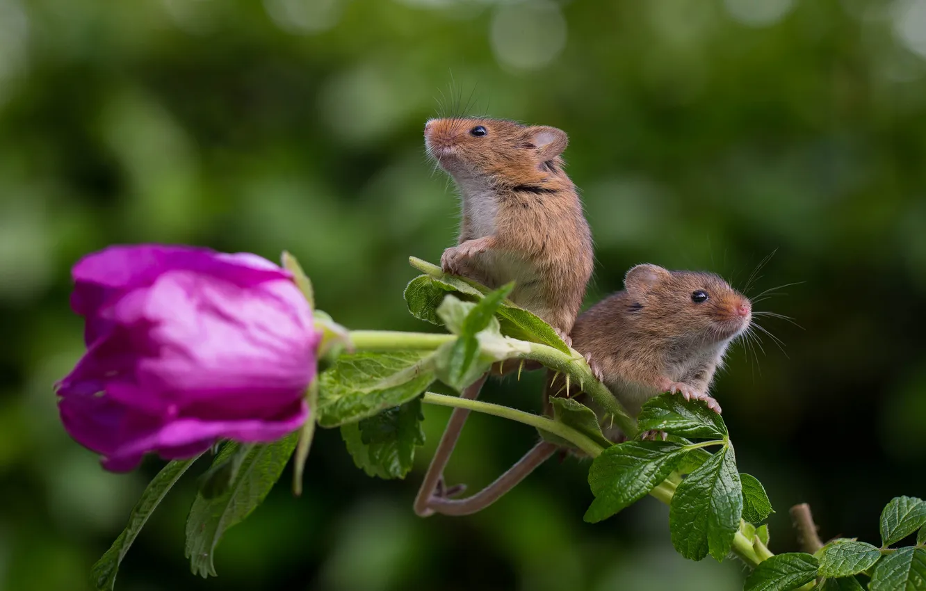 Photo wallpaper roses, mouse, pair