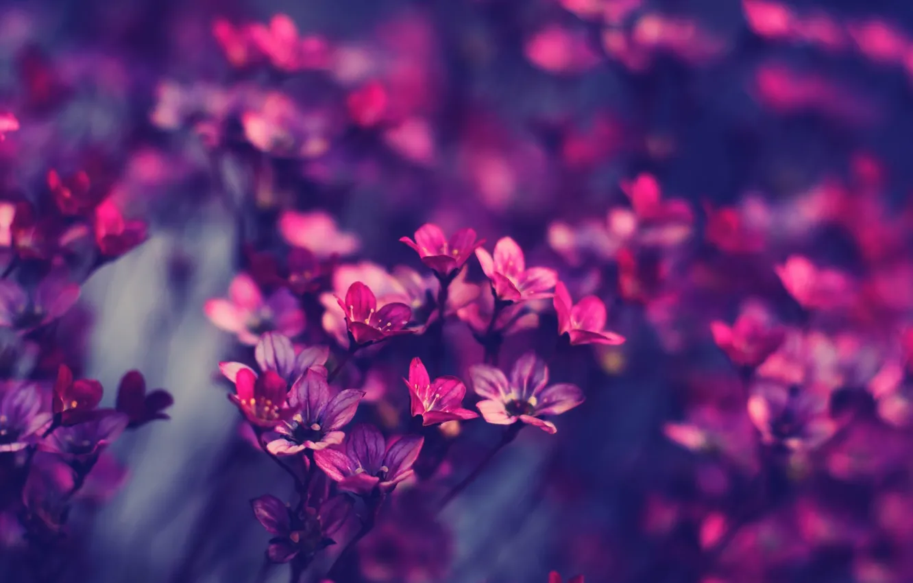 Photo wallpaper flowers, pink, purple, beautiful