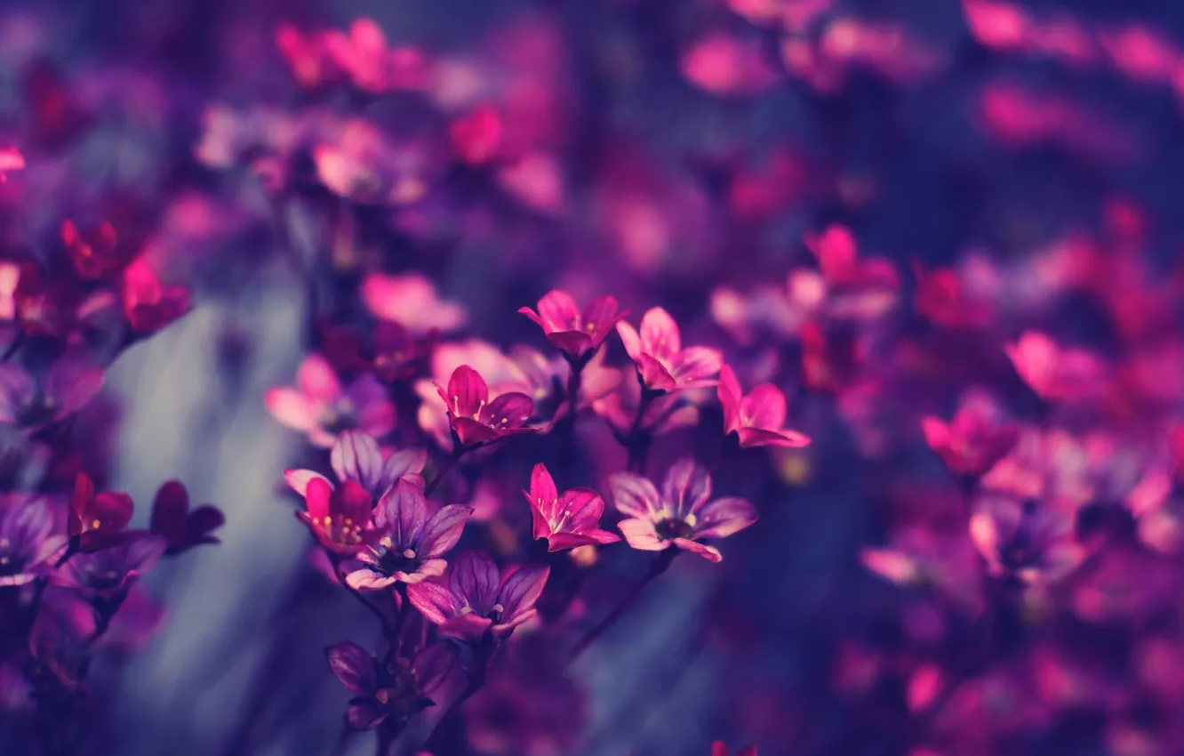 Photo wallpaper flowers, pink, beautiful, purple