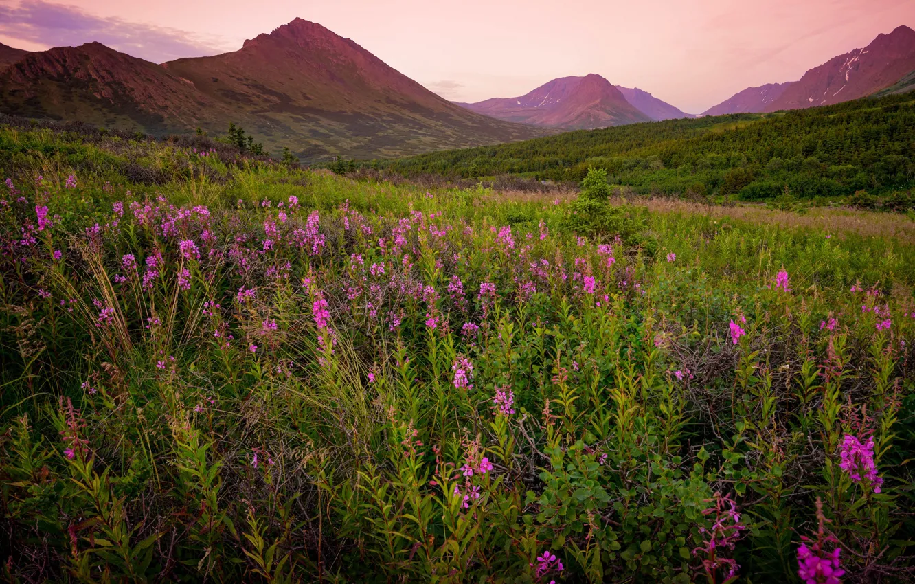 Photo wallpaper flowers, mountains, Ivan-tea