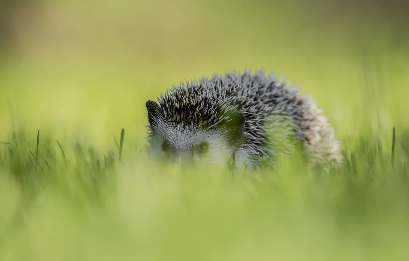 Photo wallpaper grass, nature, face, hedgehog, bokeh, Peeps