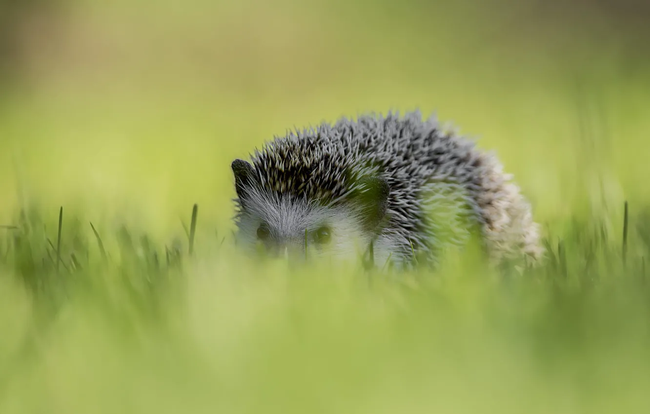 Photo wallpaper grass, nature, hedgehog, face, hedgehog, bokeh, Peeps