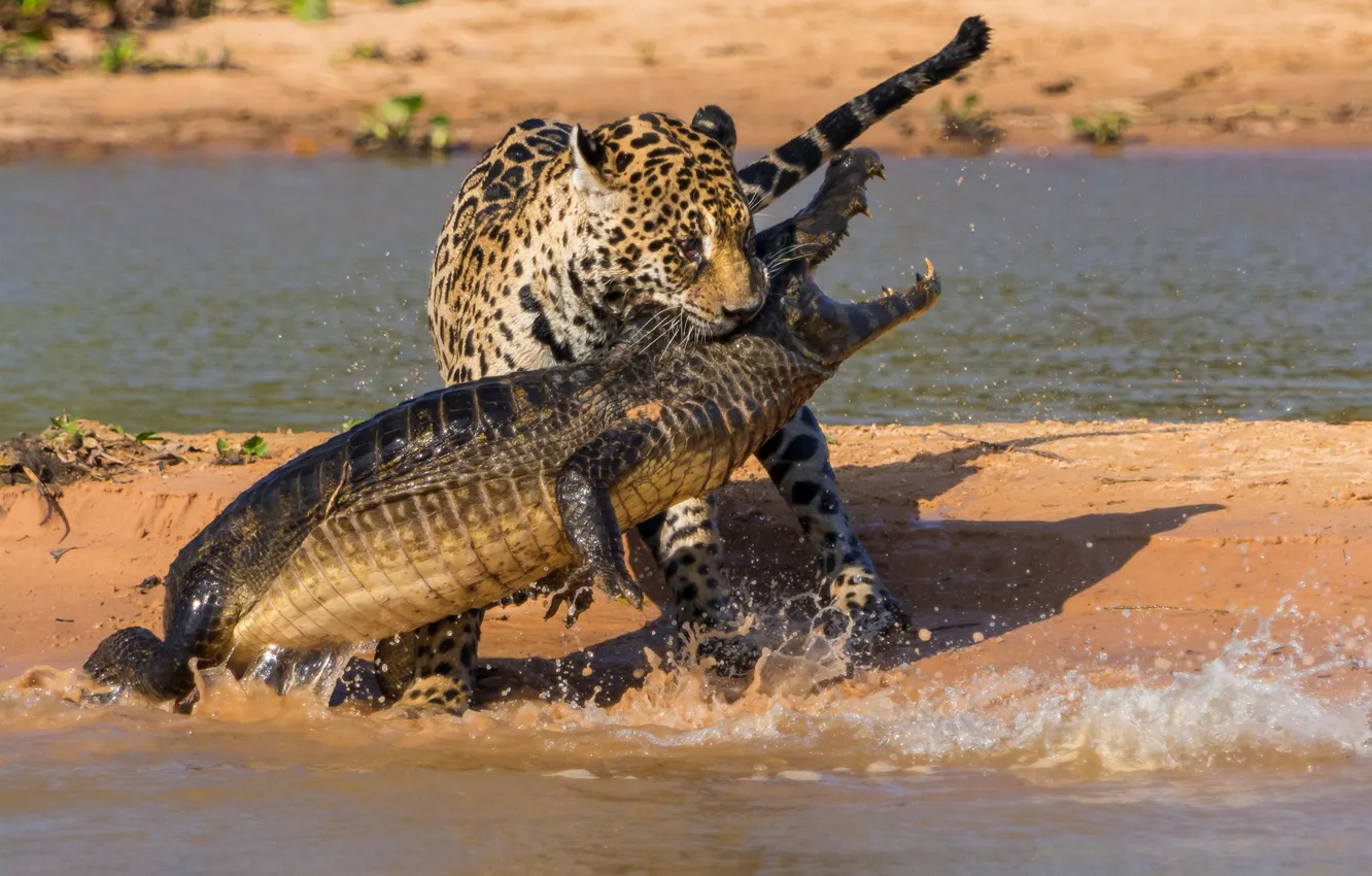 Photo wallpaper crocodile, Jaguar, hunting, battle, South America