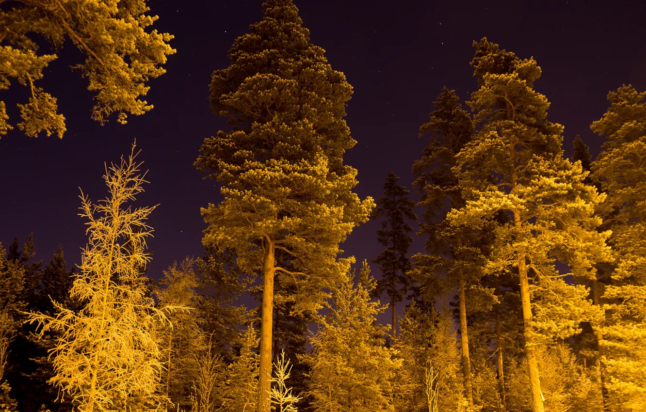 Photo wallpaper winter, forest, stars, snow, night, lighting