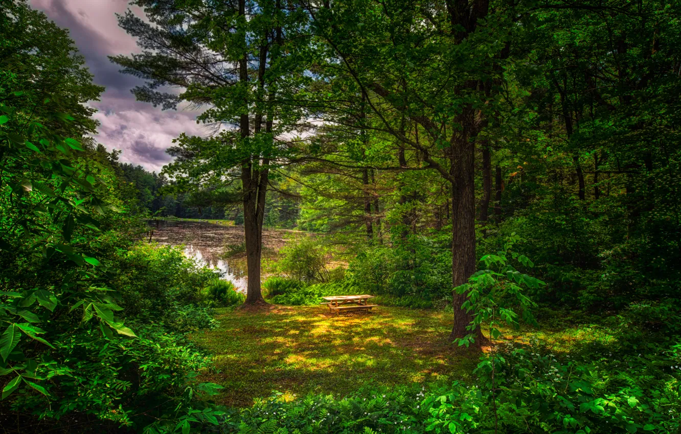 Photo wallpaper greens, forest, summer, trees, pond, table, benches