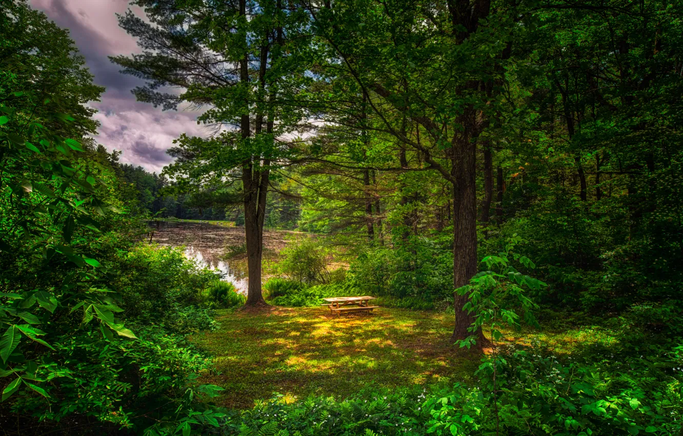 Photo wallpaper greens, forest, summer, trees, pond, shop, table