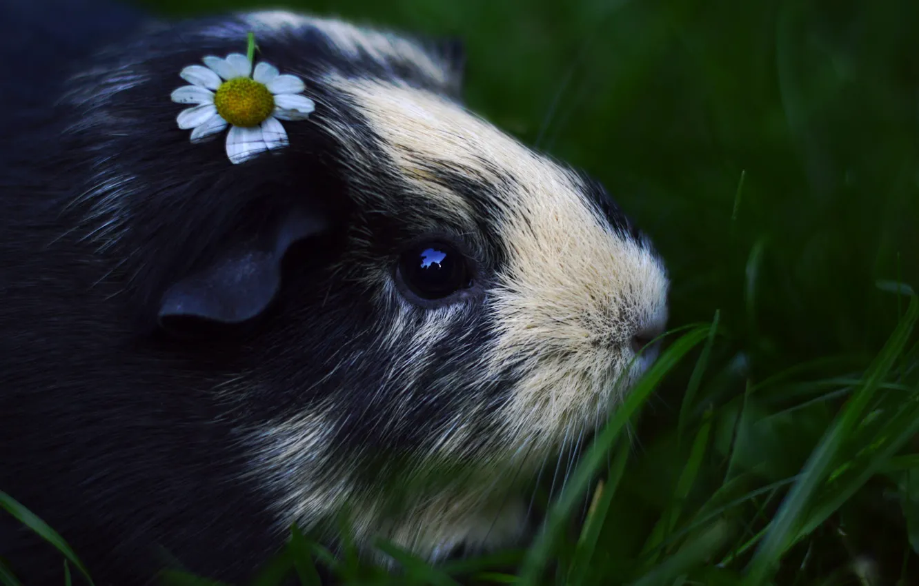 Photo wallpaper grass, flowers, close-up, portrait, chamomile, muzzle, Guinea pig