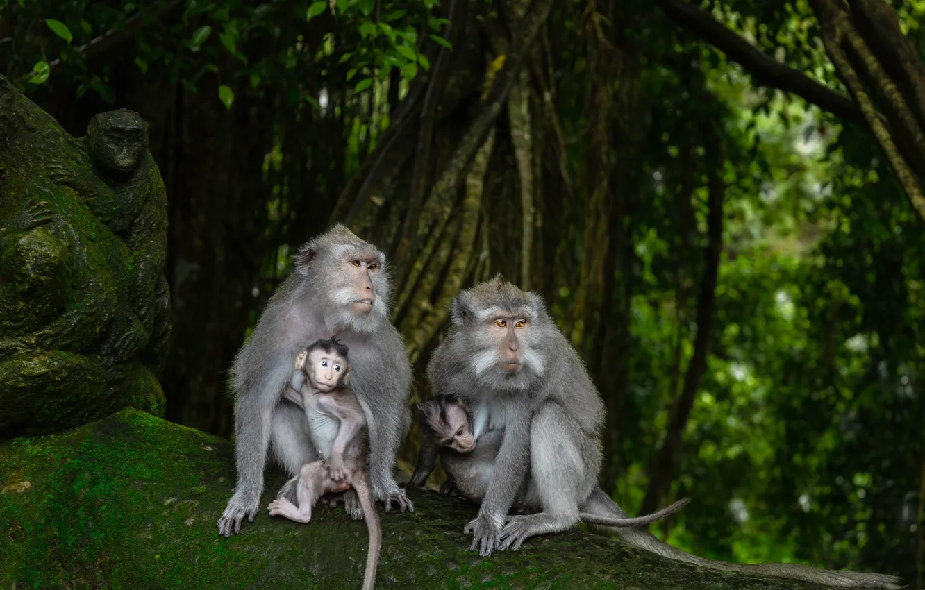 Photo wallpaper nature, stones, baby, jungle, monkey, sculpture, cub, family