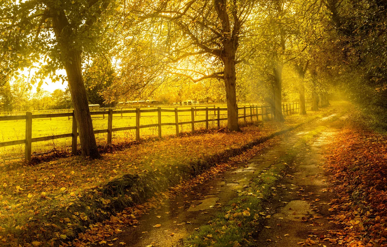 Photo wallpaper road, autumn, leaves, the sun, trees, the fence, yellow