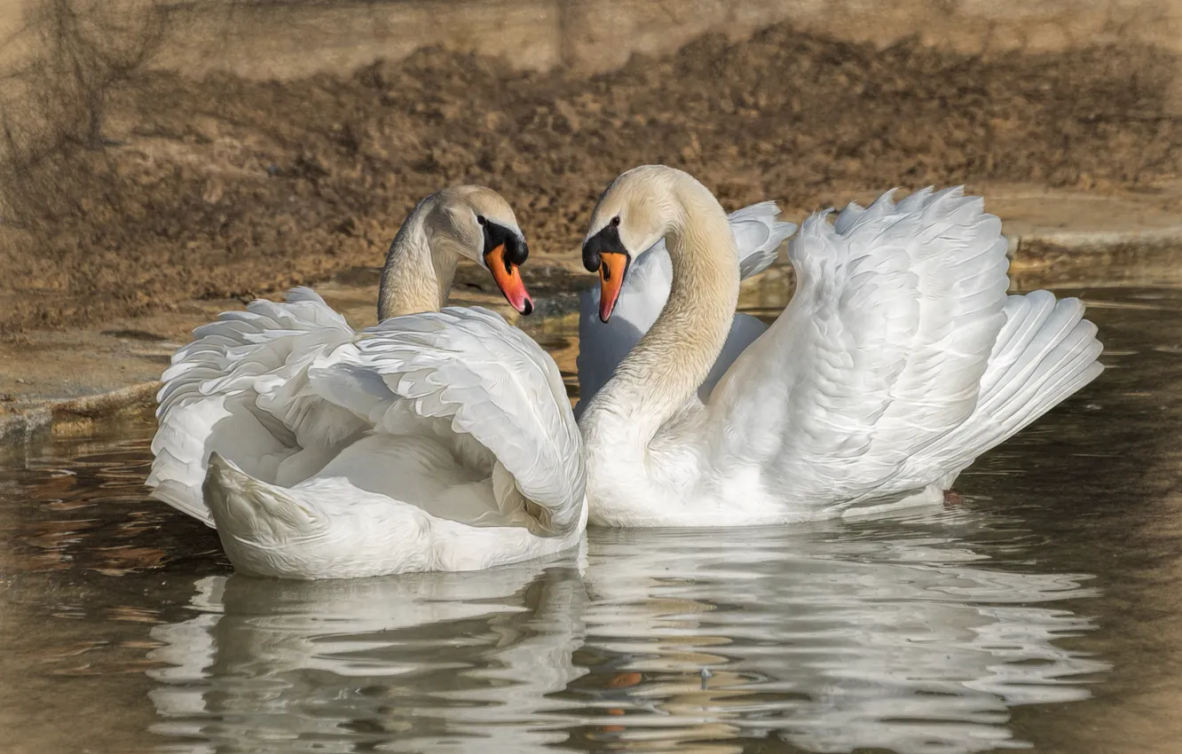Photo wallpaper romance, pair, swans