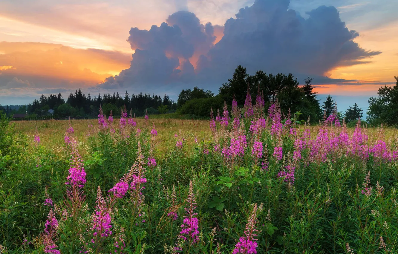 Photo wallpaper field, forest, summer, the sky, clouds, sunset, flowers, clouds