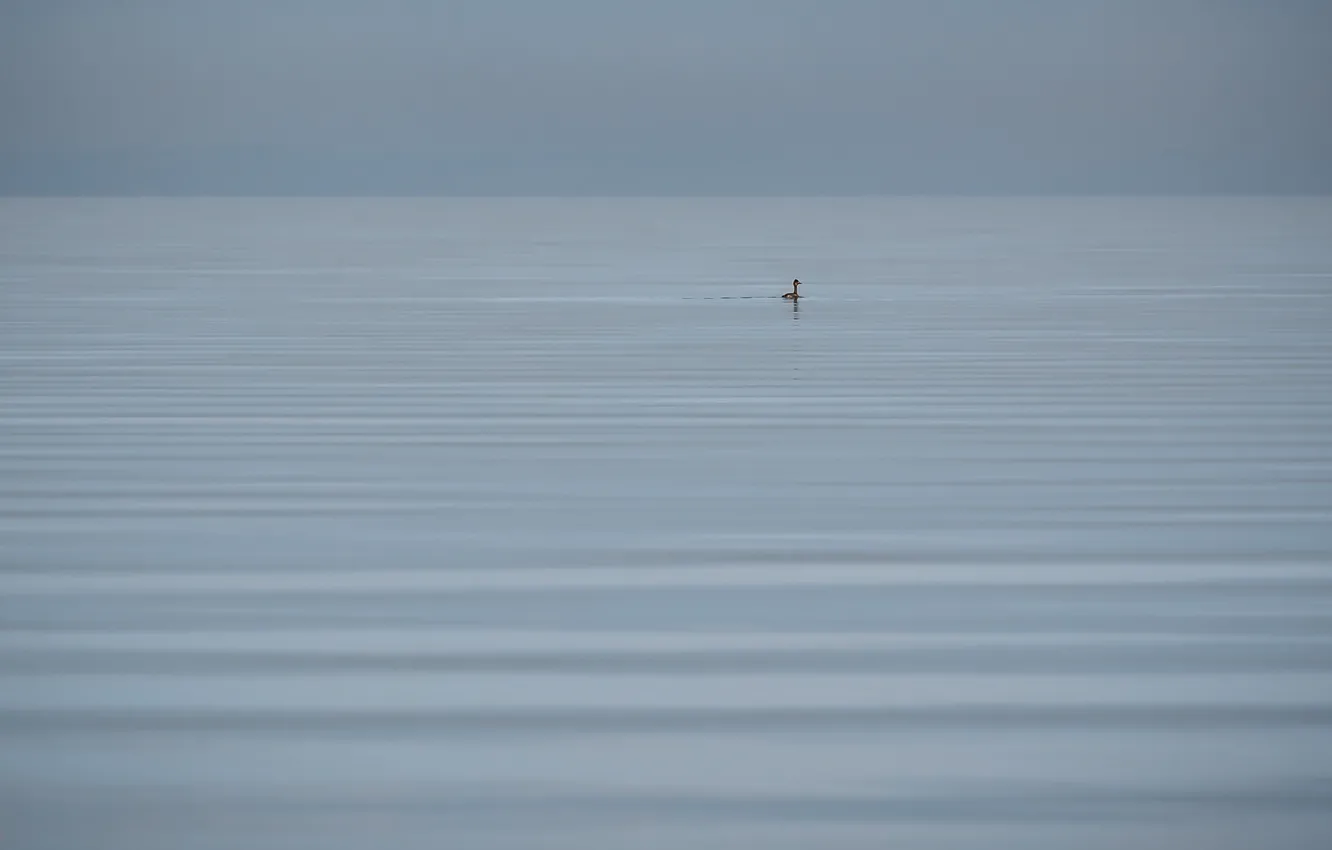 Photo wallpaper nature, lake, bird
