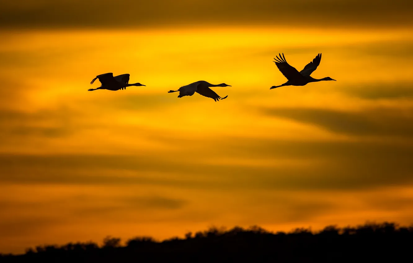 Photo wallpaper flight, bird, silhouette