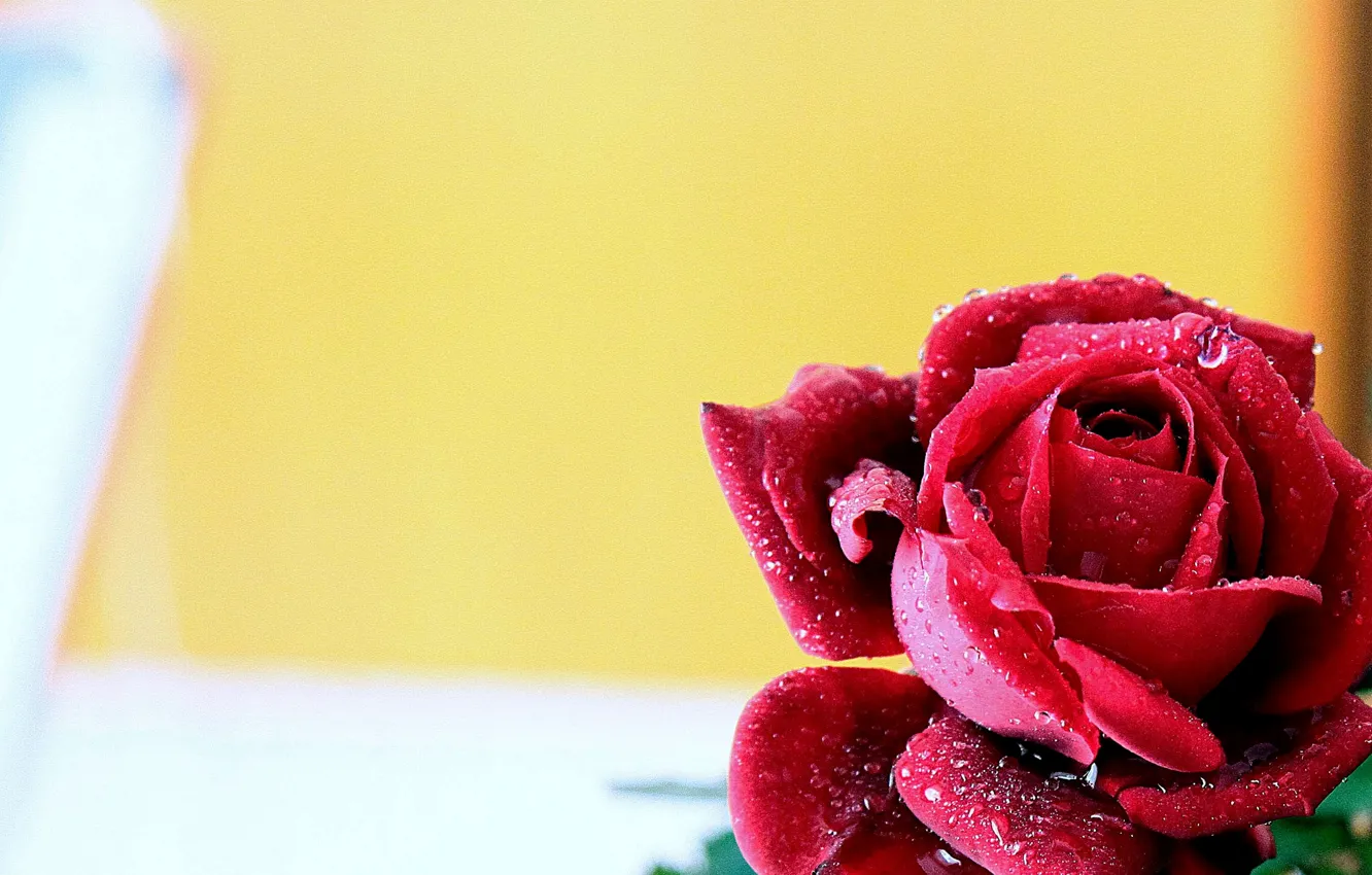 Photo wallpaper drops, macro, background, roses, buds