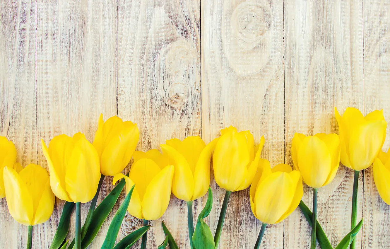 Photo wallpaper flowers, yellow, tulips, yellow, wood, flowers, beautiful, tulips