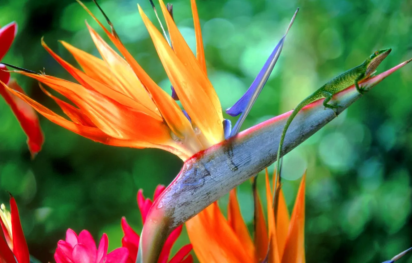 Photo wallpaper flowers, nature, plant, lizard, exotic