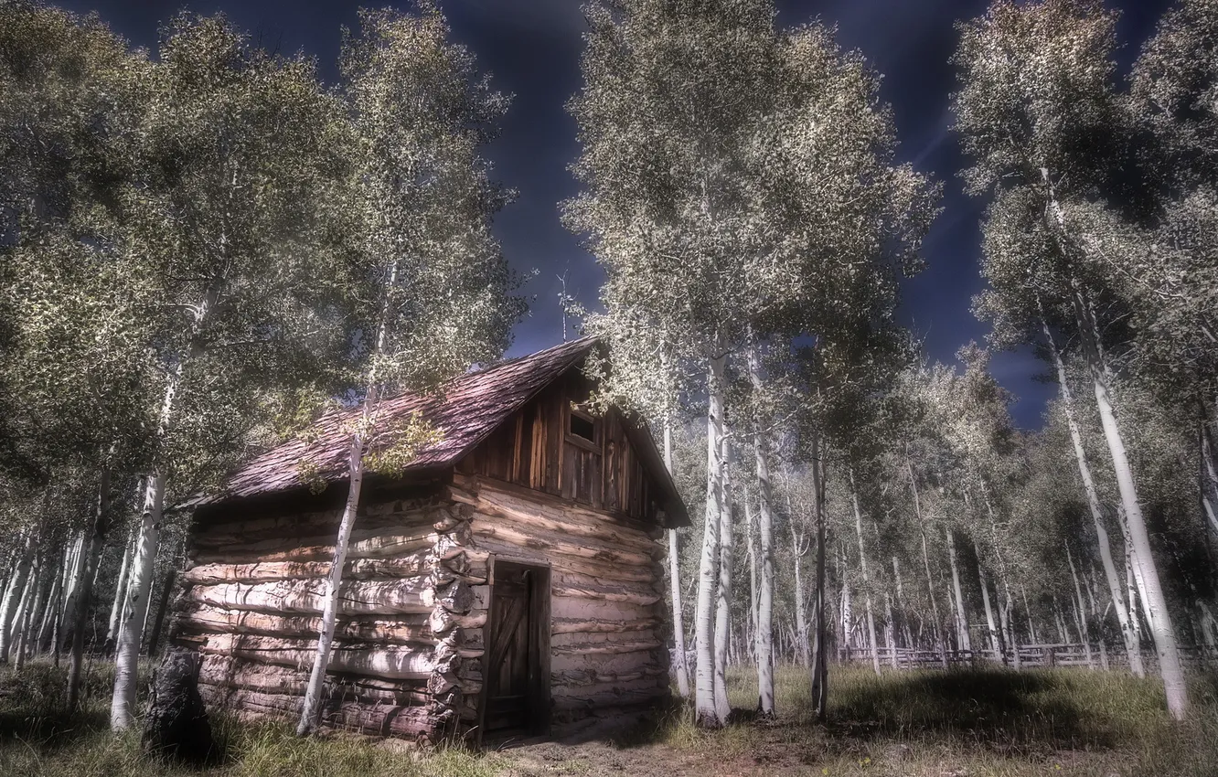 Photo wallpaper trees, landscape, home