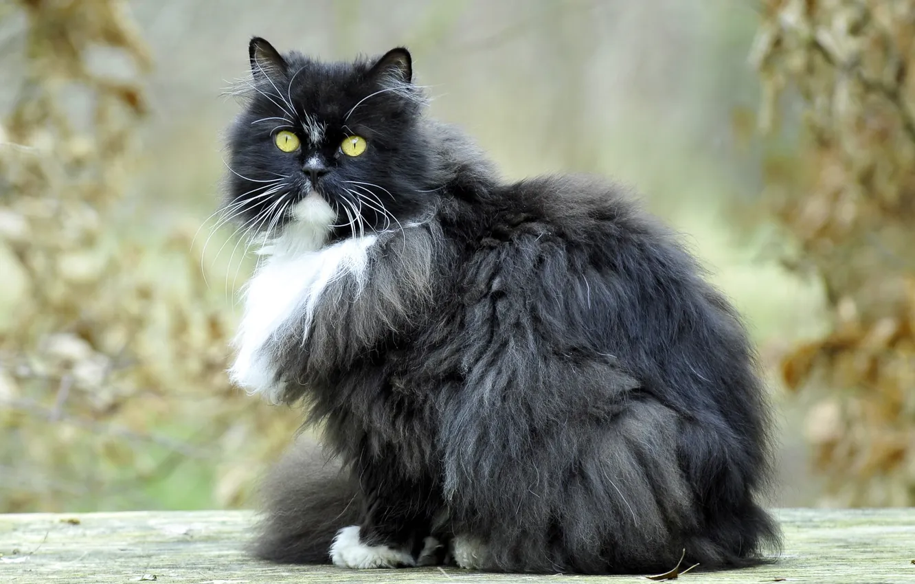 Photo wallpaper cat, look, background