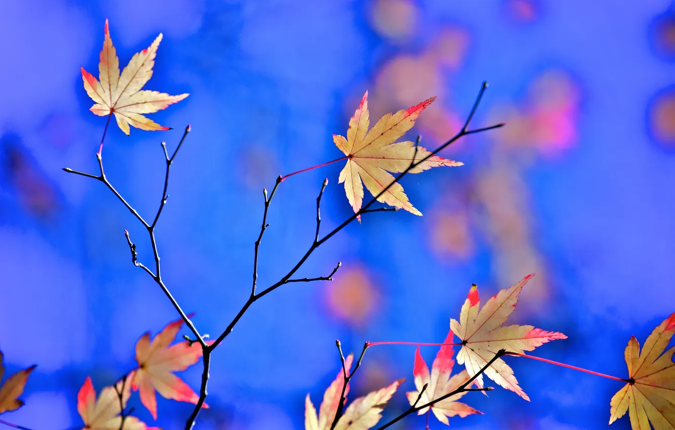 Photo wallpaper autumn, leaves, macro, branches, maple