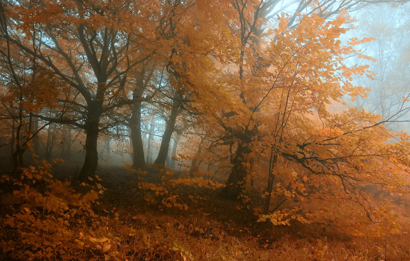 Photo wallpaper autumn, forest, trees, orange, fog