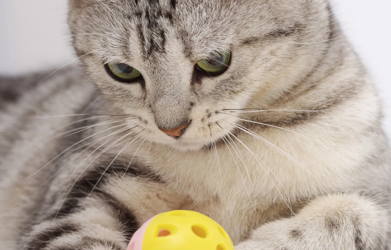 Photo wallpaper cat, cat, Scottish, color Whiskas, straight straight