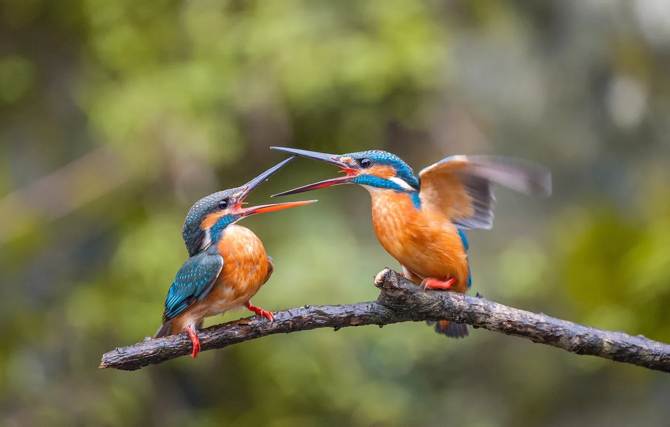 Photo wallpaper branches, bird, Kingfisher, fight