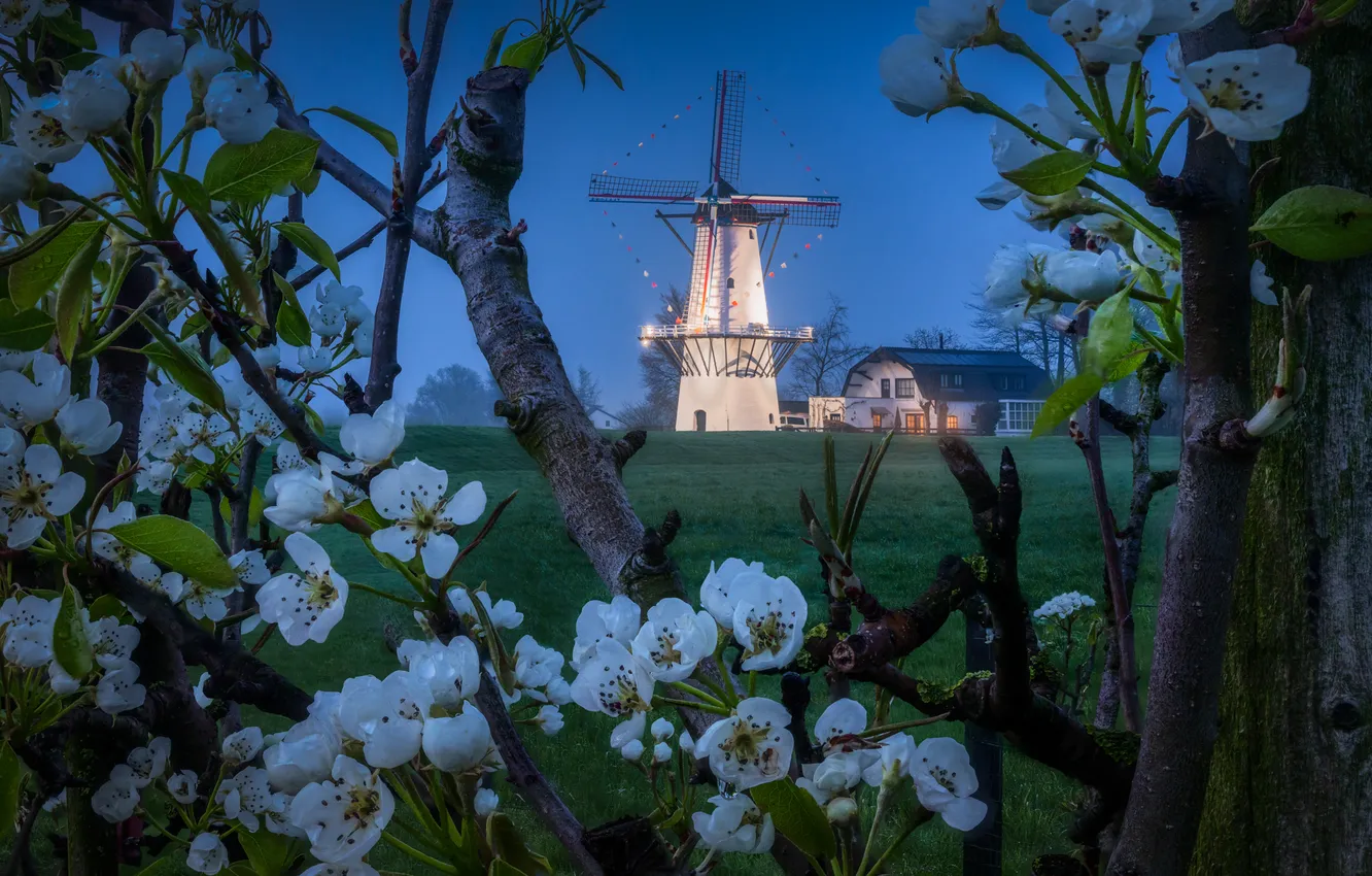 Photo wallpaper trees, flowers, branches, spring, mill, Netherlands, flowering, Netherlands