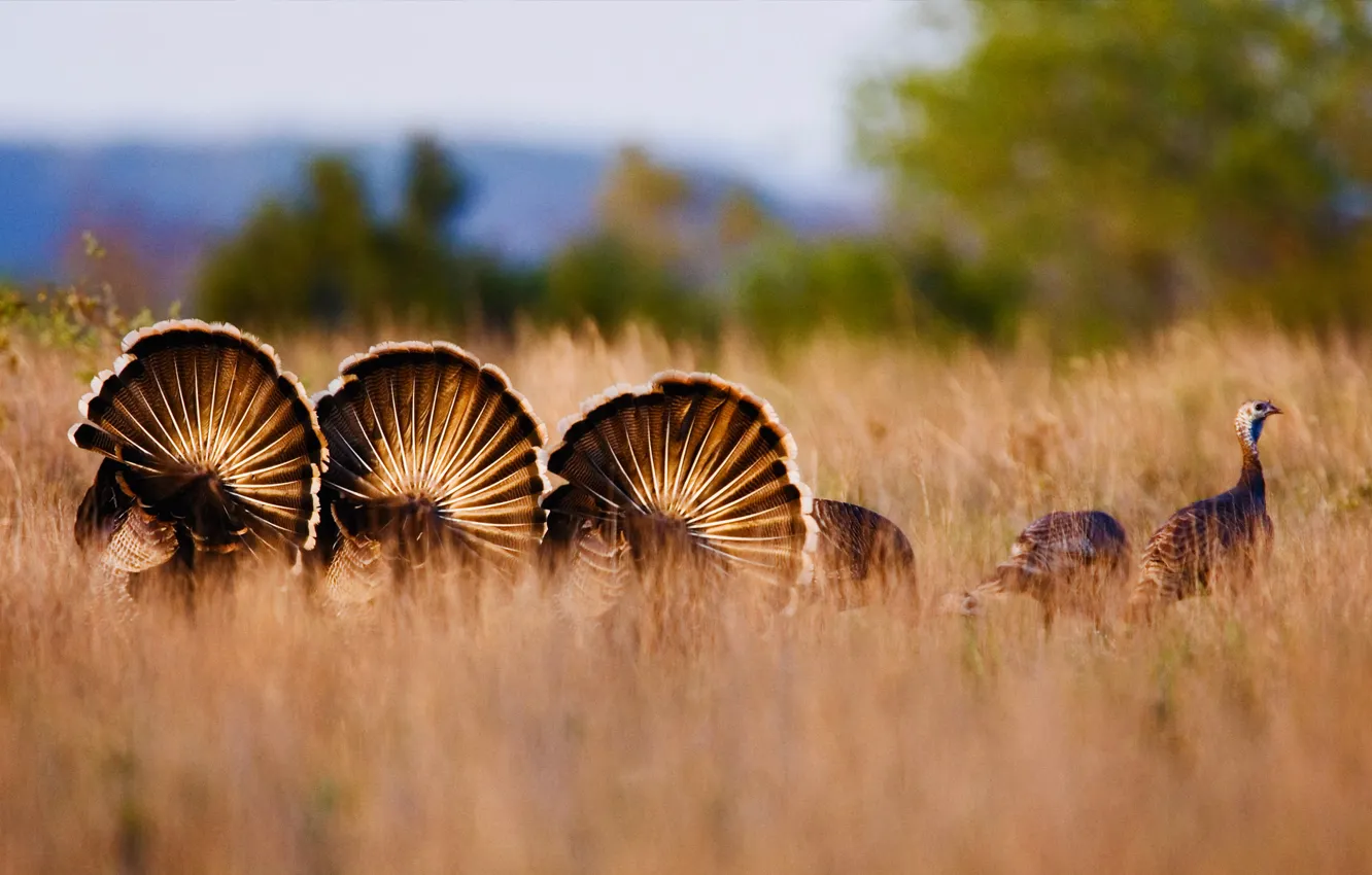 Photo wallpaper autumn, grass, nature, the steppe, USA, Texas, Rio Grande, wild Turkey