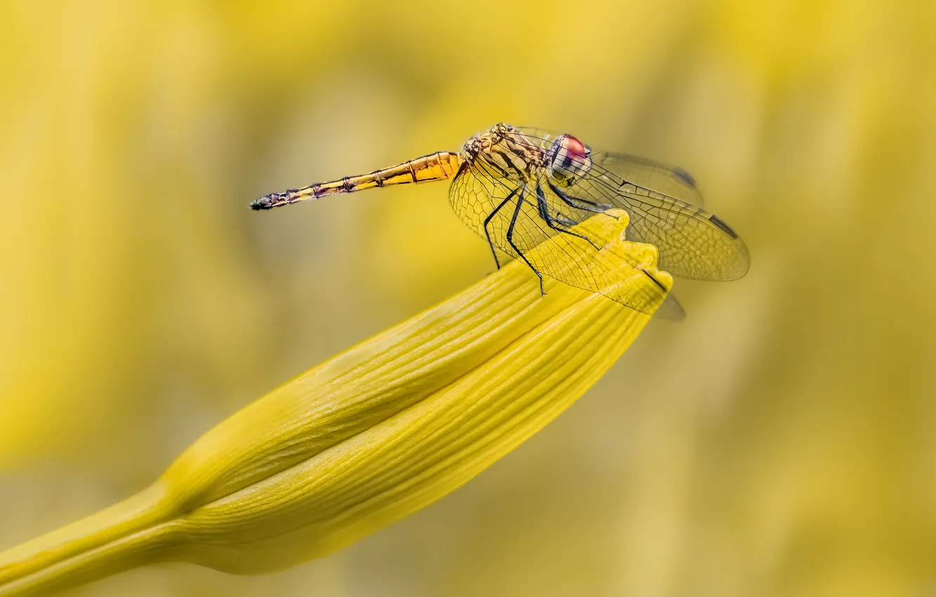 Photo wallpaper flying, dragonfly, insect