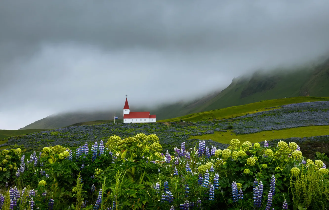 Photo wallpaper field, flowers, mountains, yellow, fog, overcast, morning, slope