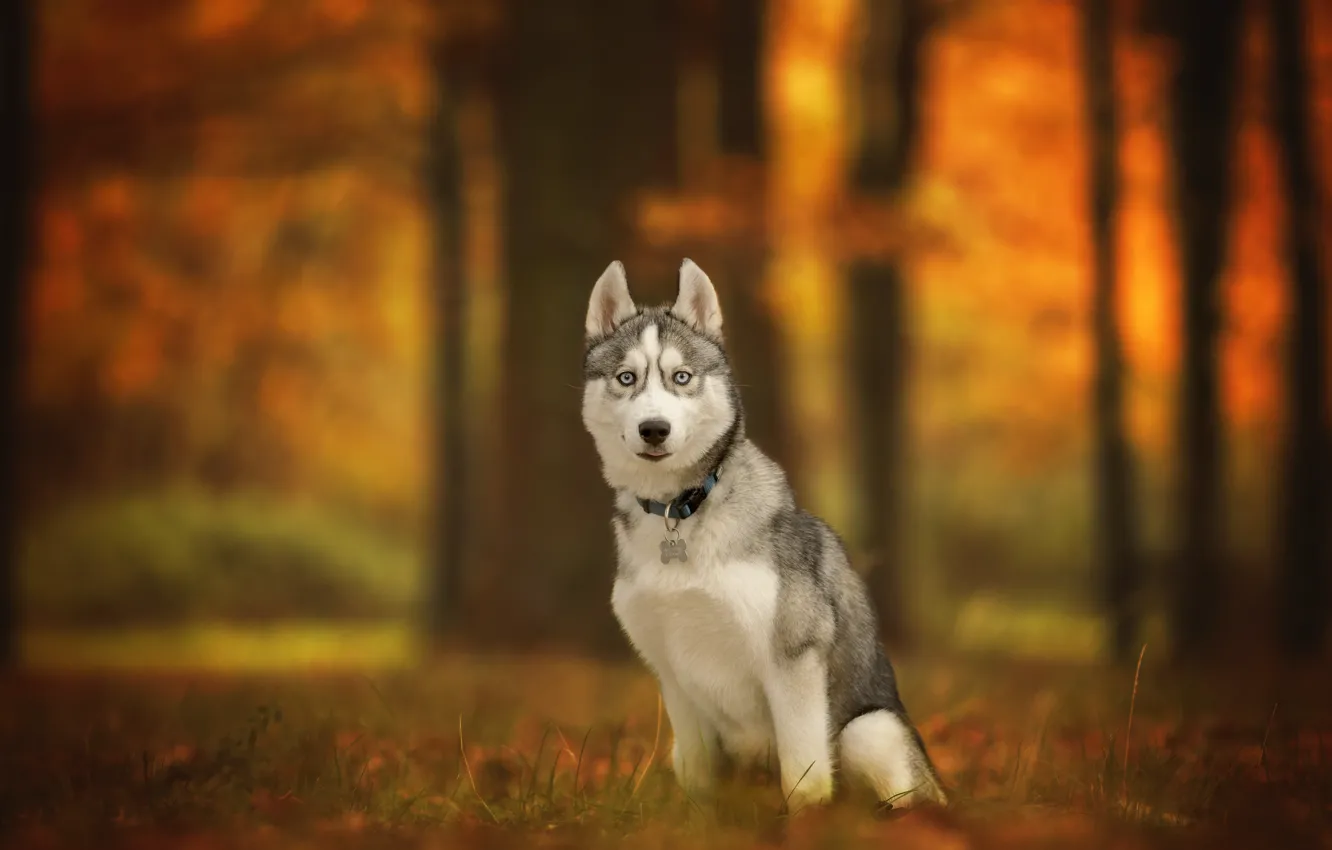 Photo wallpaper autumn, look, dog, bokeh, Husky