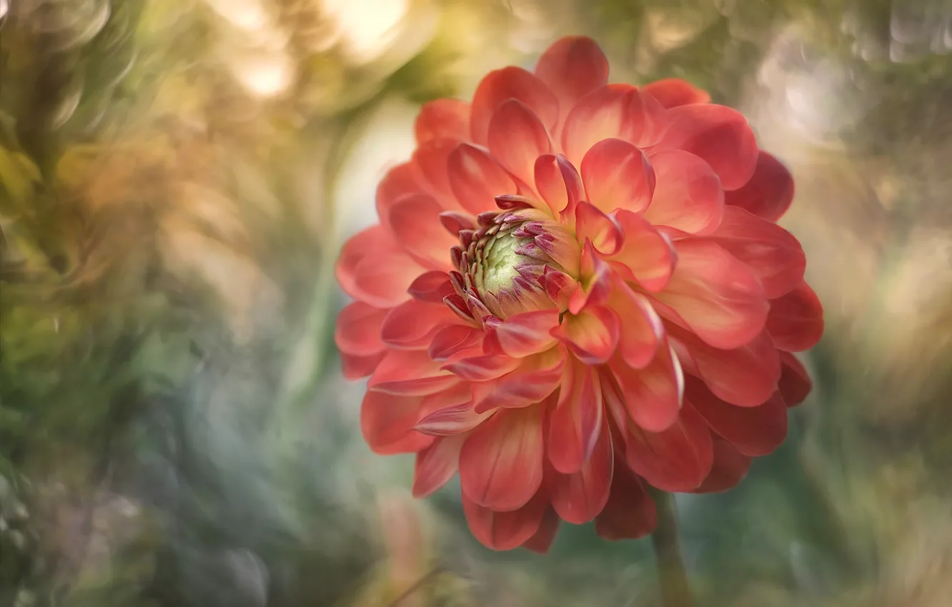 Photo wallpaper macro, flowers, orange, dahlias, art processing