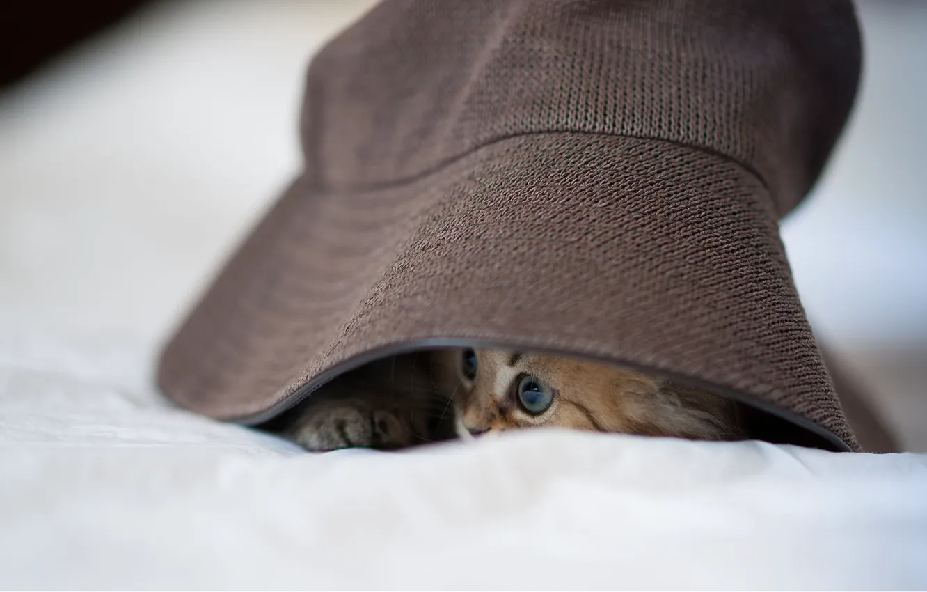 Photo wallpaper cat, kitty, hat, Panama, Daisy, Ben Torode, hid