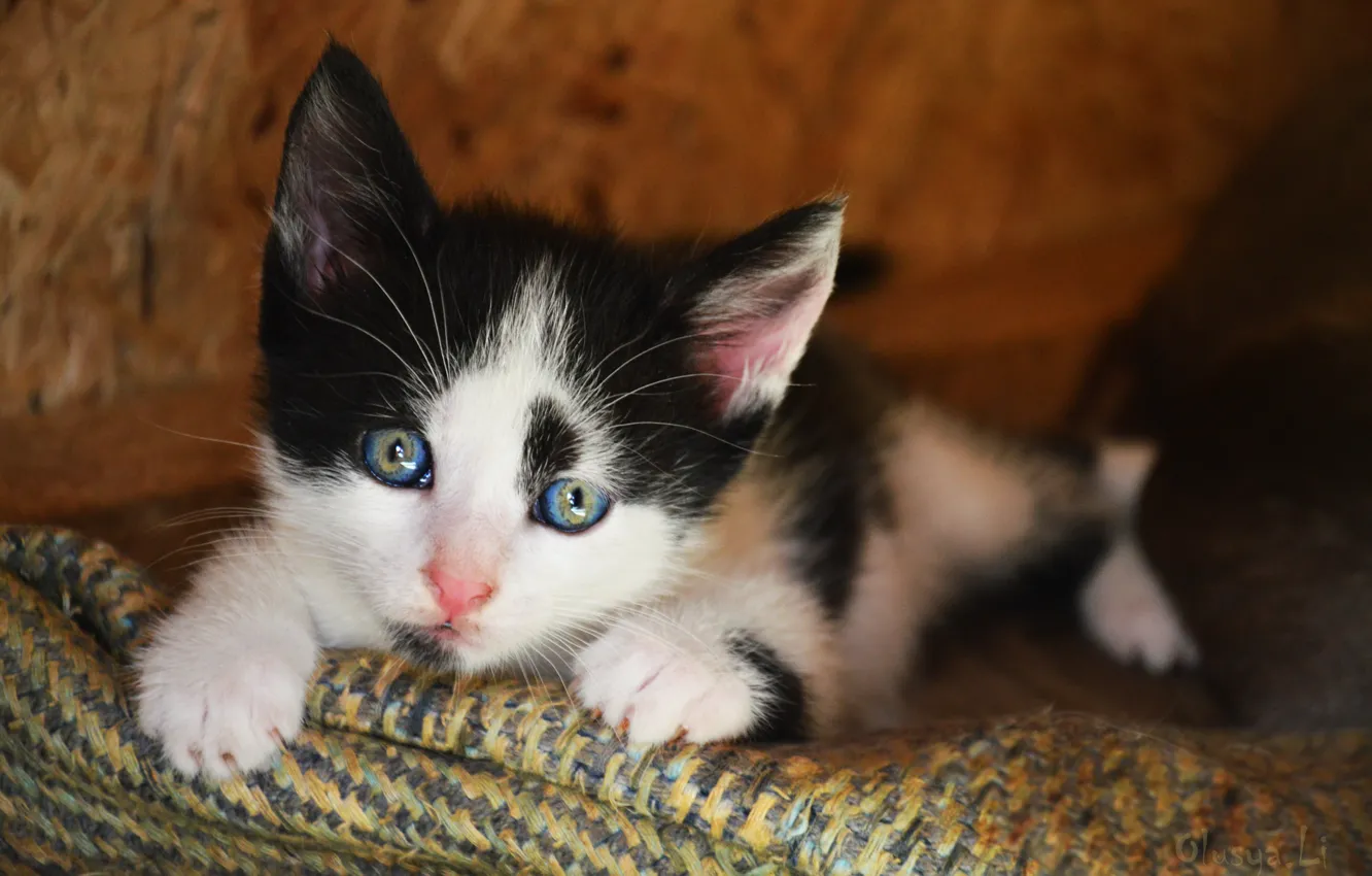 Photo wallpaper cat, pussy, kitty, pussy, Kote, spotted