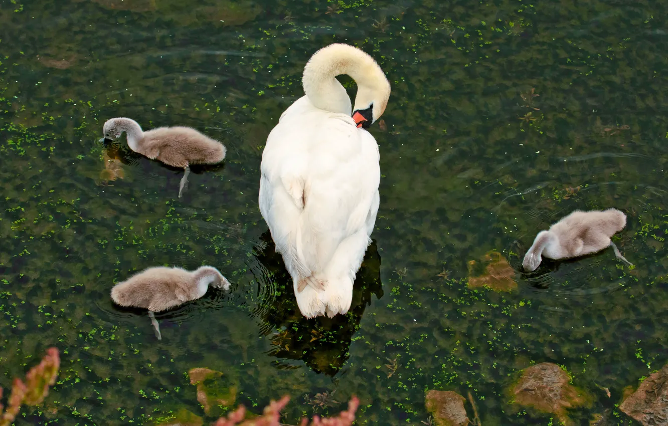 Photo wallpaper bird, swans, Chicks, pond, brood, the Lebeda