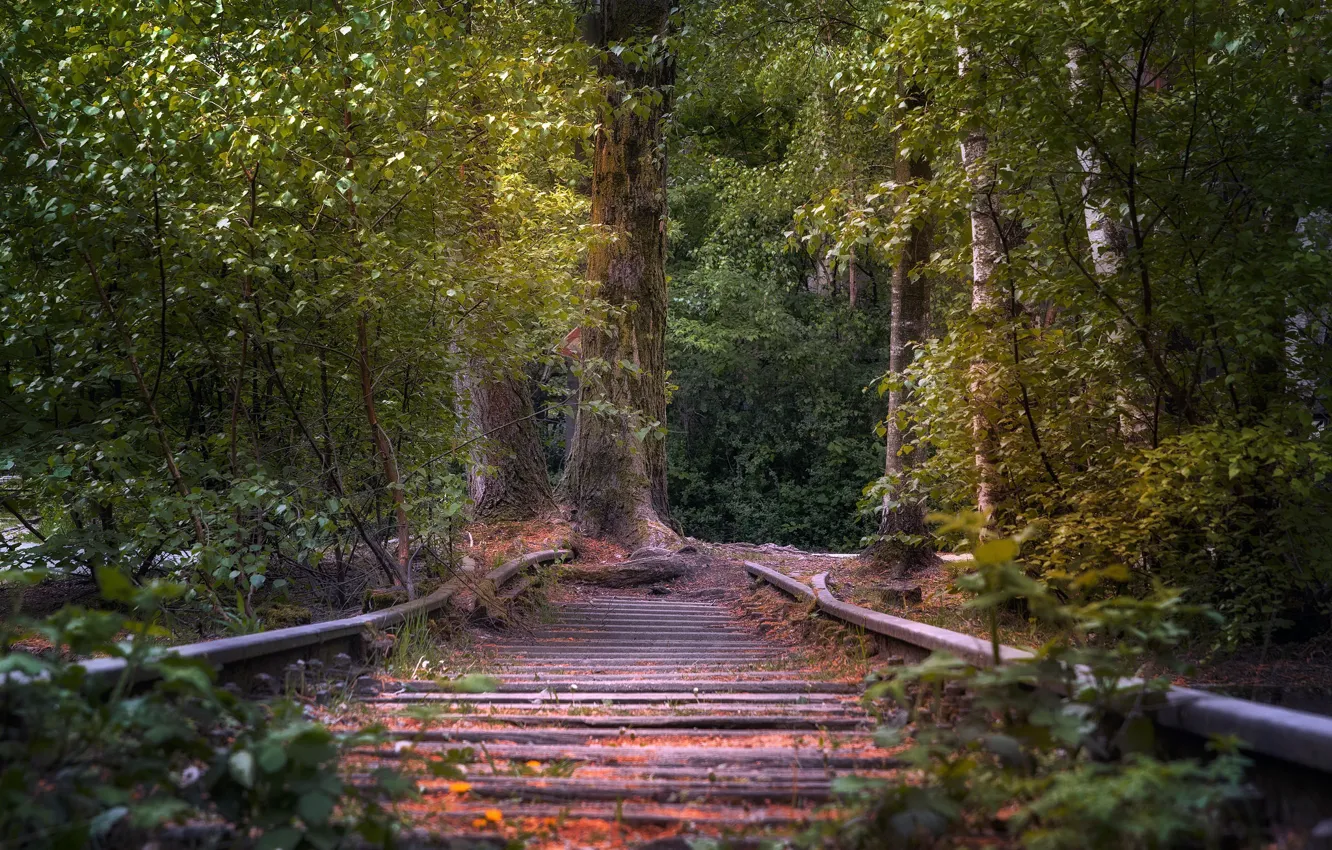 Photo wallpaper forest, tree, railroad