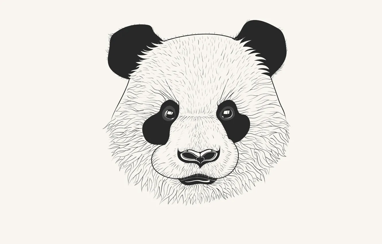 Photo wallpaper head, Panda, panda, white background. minimalism