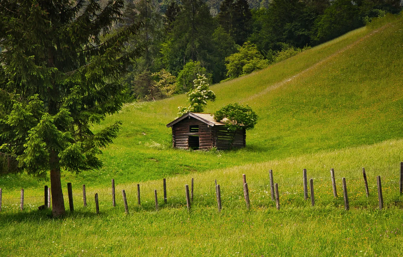 Photo wallpaper greens, field, forest, grass, the fence, hut, spruce, house