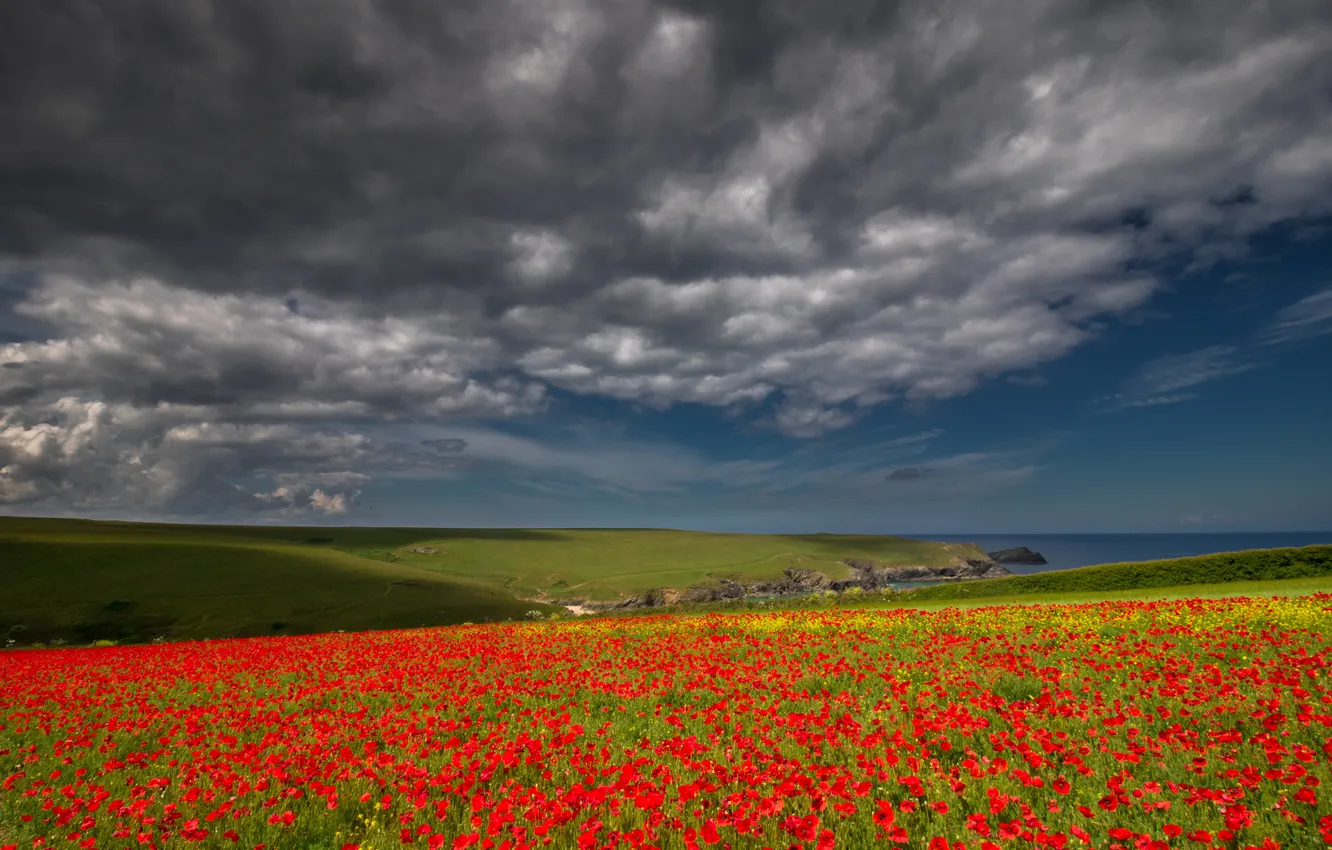 Photo wallpaper field, summer, the sky, clouds, landscape, flowers, red, clouds