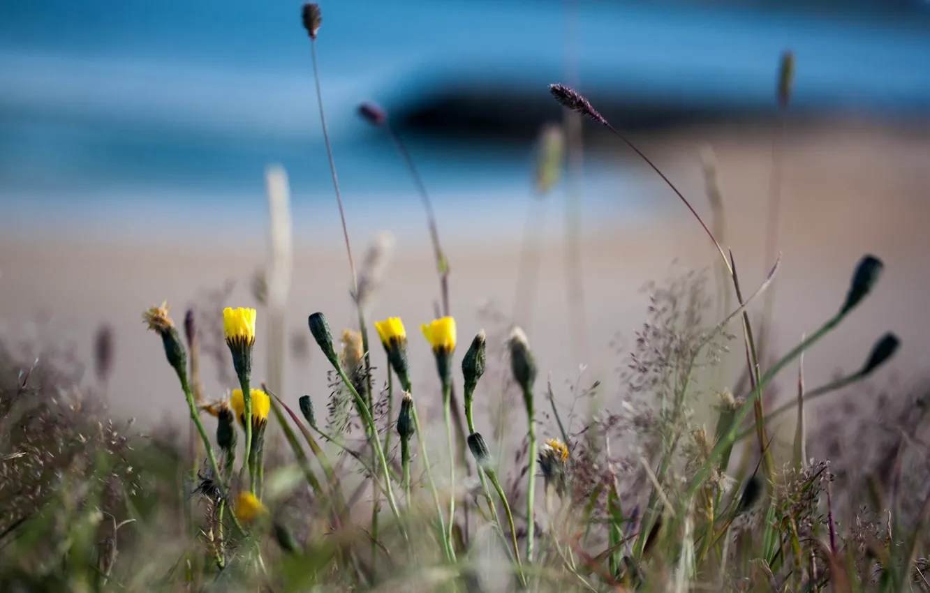 Photo wallpaper summer, flowers, nature, background